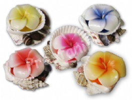 26341_bougies-sur-coquille-fleur-hibiscus