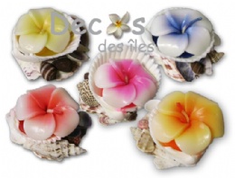 15661_bougies-sur-coquille-fleur-hibiscus